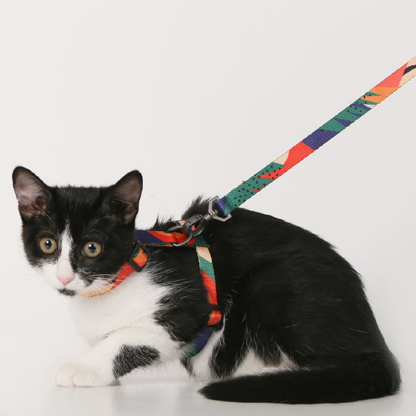 Pidan Harness & Leash Set–A3