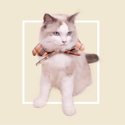 PURLAB JK School Uniform Pet Scarf Collar
