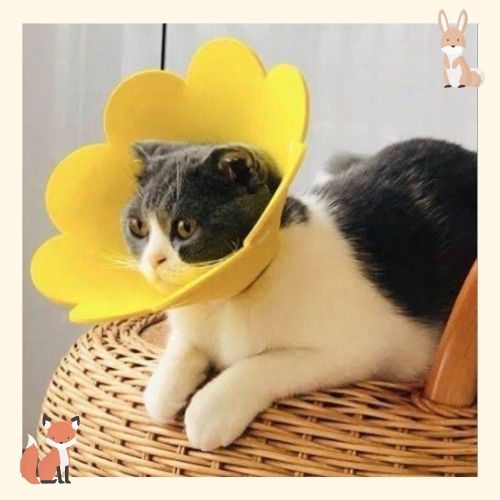 Pet Adjustable Soft Healing Cone Elizabethan Collar