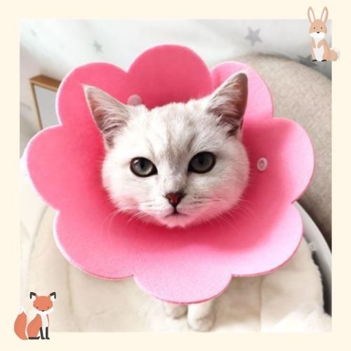 Pet Adjustable Soft Healing Cone Elizabethan Collar