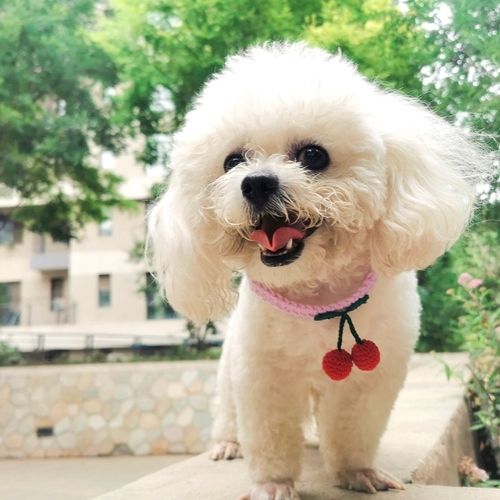 Dog Cat Wool Knitting Collar