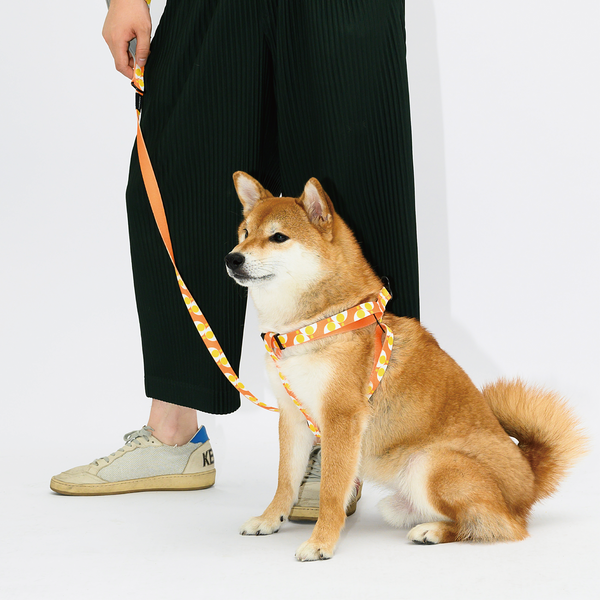 PAWZCITY Harness & Leash Set For Dog M