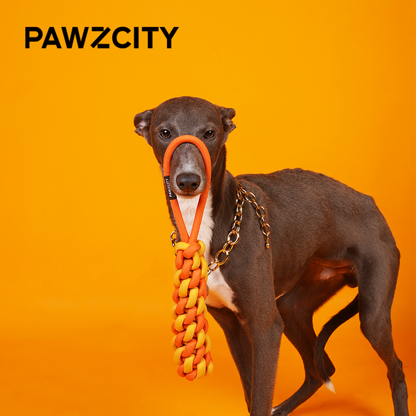 PAWZCITY Interactive Rope Stick With Loop