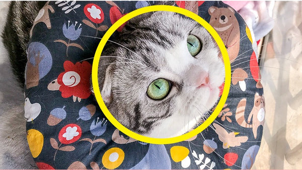 Pet Double Side Cone Elizabethan Collar