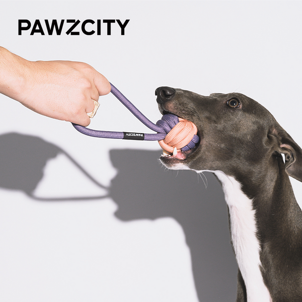 PAWZCITY Interactive Rope Ball With Loop