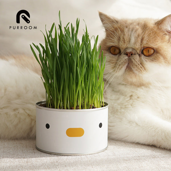 PURROOM Cat Grass - Chick