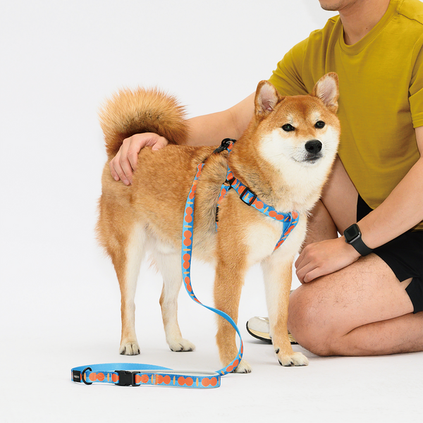 PAWZCITY Harness & Leash Set For Dog M